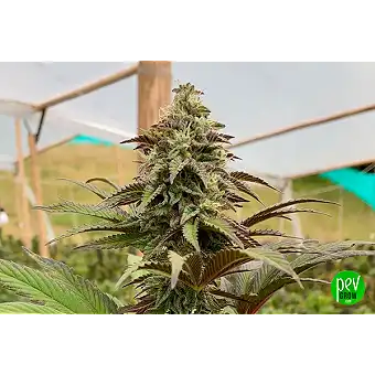 Σπόροι Dosidos Feminized...