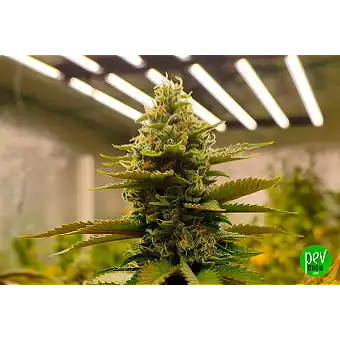 Dream Sherbet Feminized...