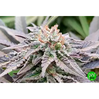 Mimosa Dream Feminized...