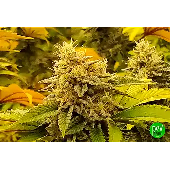 Monkey Grease nőnemű magok...