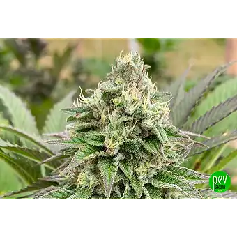 Насіння Dream Sherbet Auto...