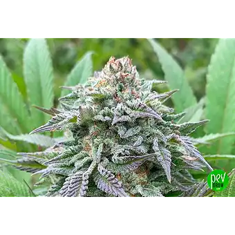 Gorilla King Auto από...