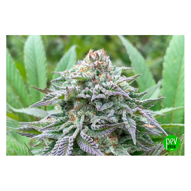 Gorilla King Auto
