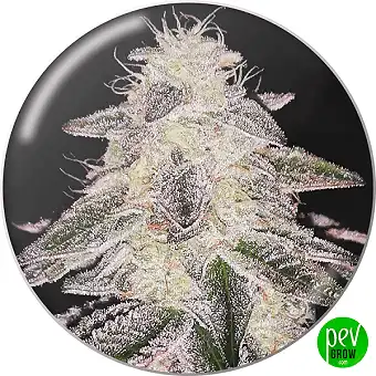 Medical Runntz Feminiserade...