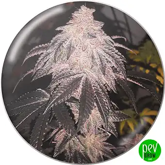 Cookies Sherbert Auto –...