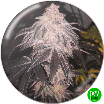 Cookies Sherbert Auto - Medical Seeds