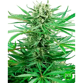 Papi Chulo OG Feminizatua –...