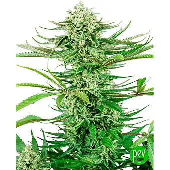 Cashew Kush nőstény magok –...