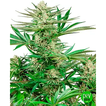 Sementes Feminizadas Malibu...