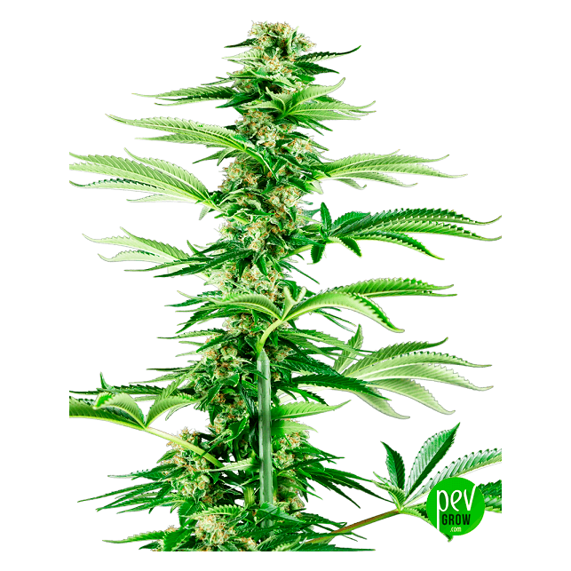 Honey Melon Haze
