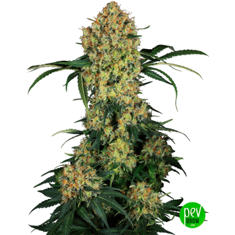 Aloha OG