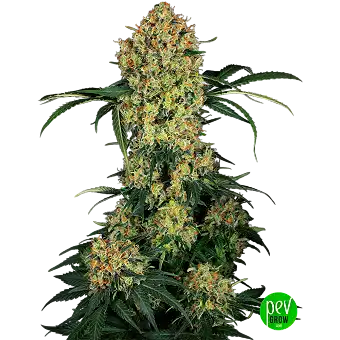 Aloha OG Feminizowane...