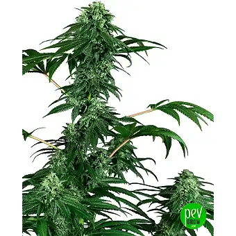 420 Punch Feminiserade Frön...
