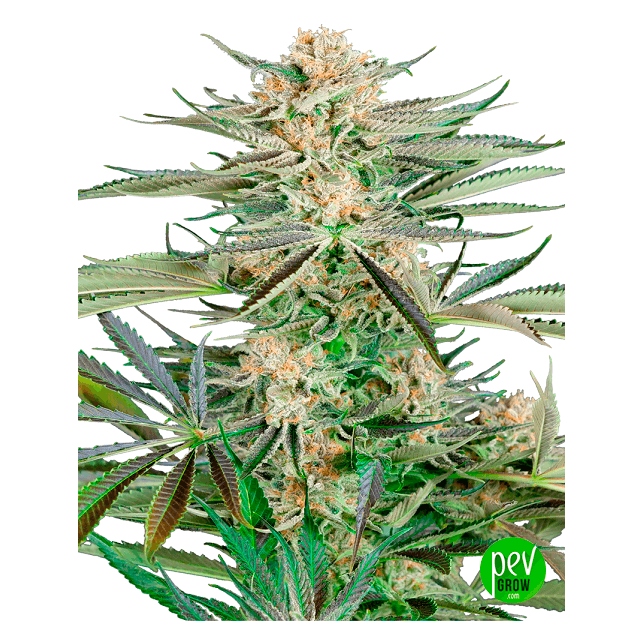 Screwdriver OG