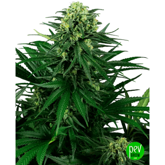 Honey Melon Kush