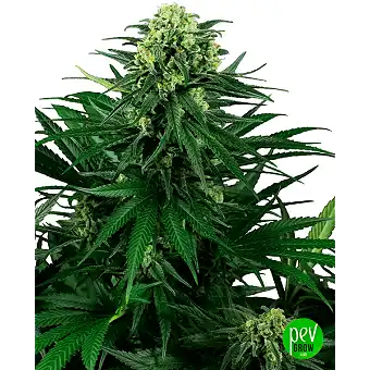 Σπόροι Honey Melon Kush...
