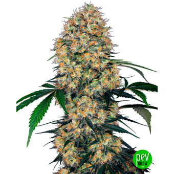 Sensi Amnesia XXL Auto