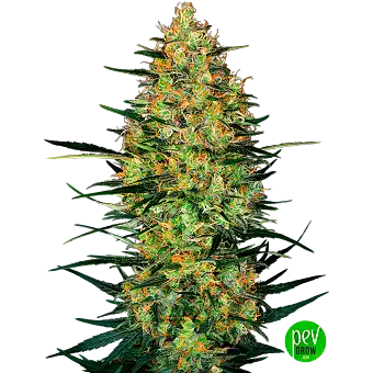 Насіння Caramellow Kush...