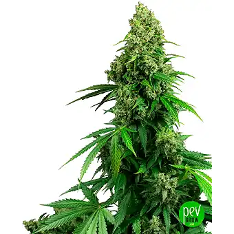 Semințe Honey Melon Kush...