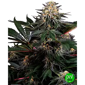 Lockdown Kush feminiserte...