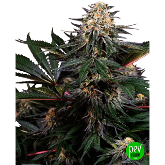 Lockdown Kush