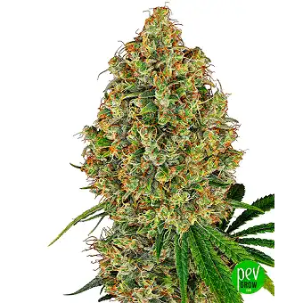 AK-420 Feminiseeritud...