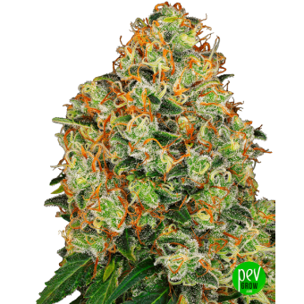 Sweet Tangerine Tango Auto