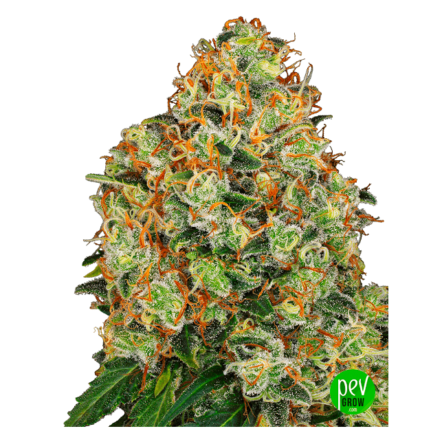 Sweet Tangerine Tango Auto