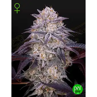 King's Juice Auto...