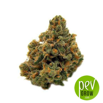 Sour Diesel