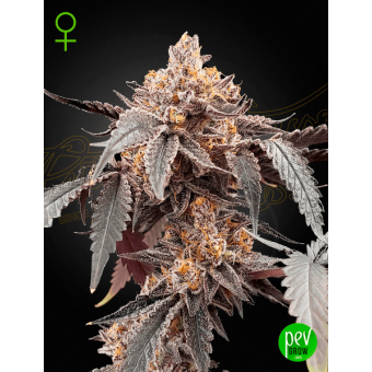 Guava x Gelato 41 Auto