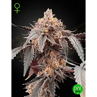 Seme Guava x Gelato 41 Auto...