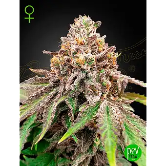 Blue Haze x Gelato 41 Auto...