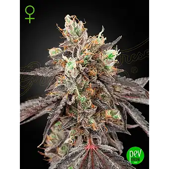 Gelato 41 Auto x Gelato 41...