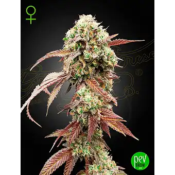 West Coast OG x Gelato Auto...