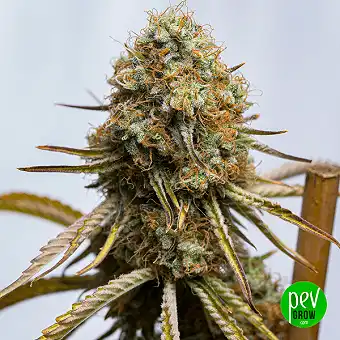 Sementes de Cannabis...