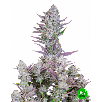 Wedding Glue Auto