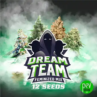 Σπόροι Dream Team Feminized...
