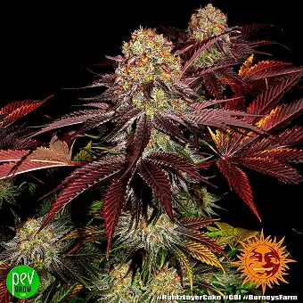 Semine Feminizate Runtz x...