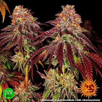 Mimosa x Orange Punch Auto...