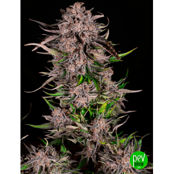 Mack And Crack Auto