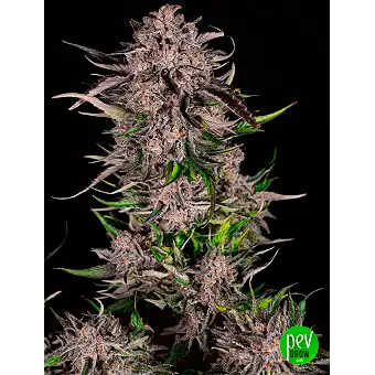 Mack And Crack Auto no Seed...