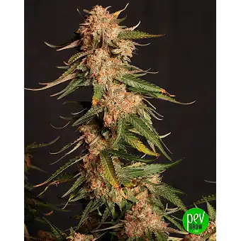 Seed Stockers'tan Blue Moby...