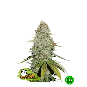 Blue Moby feminiserade...