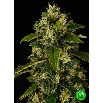 Thunder Banana Feminiserade...