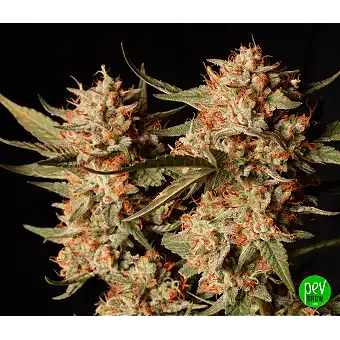 Thunder Banana Auto by Seed...