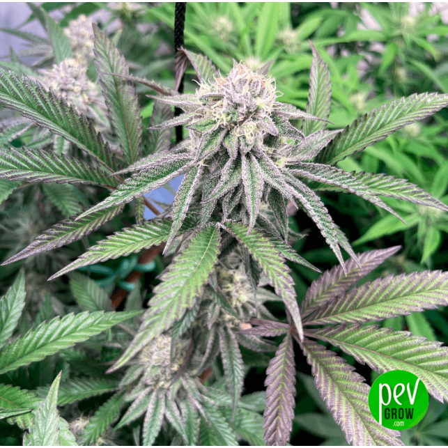 Oreoz Strain Compra Semillas Feminizadas en Pevgrow