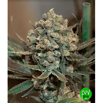 Critical + 2.0 Auto de la...