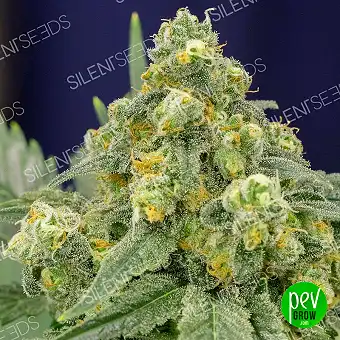 White Widow feminizált...