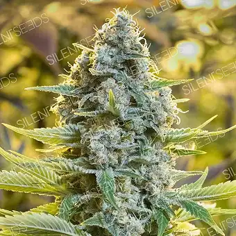 Moby Dick Silent Seeds